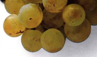 Cantina Gallura